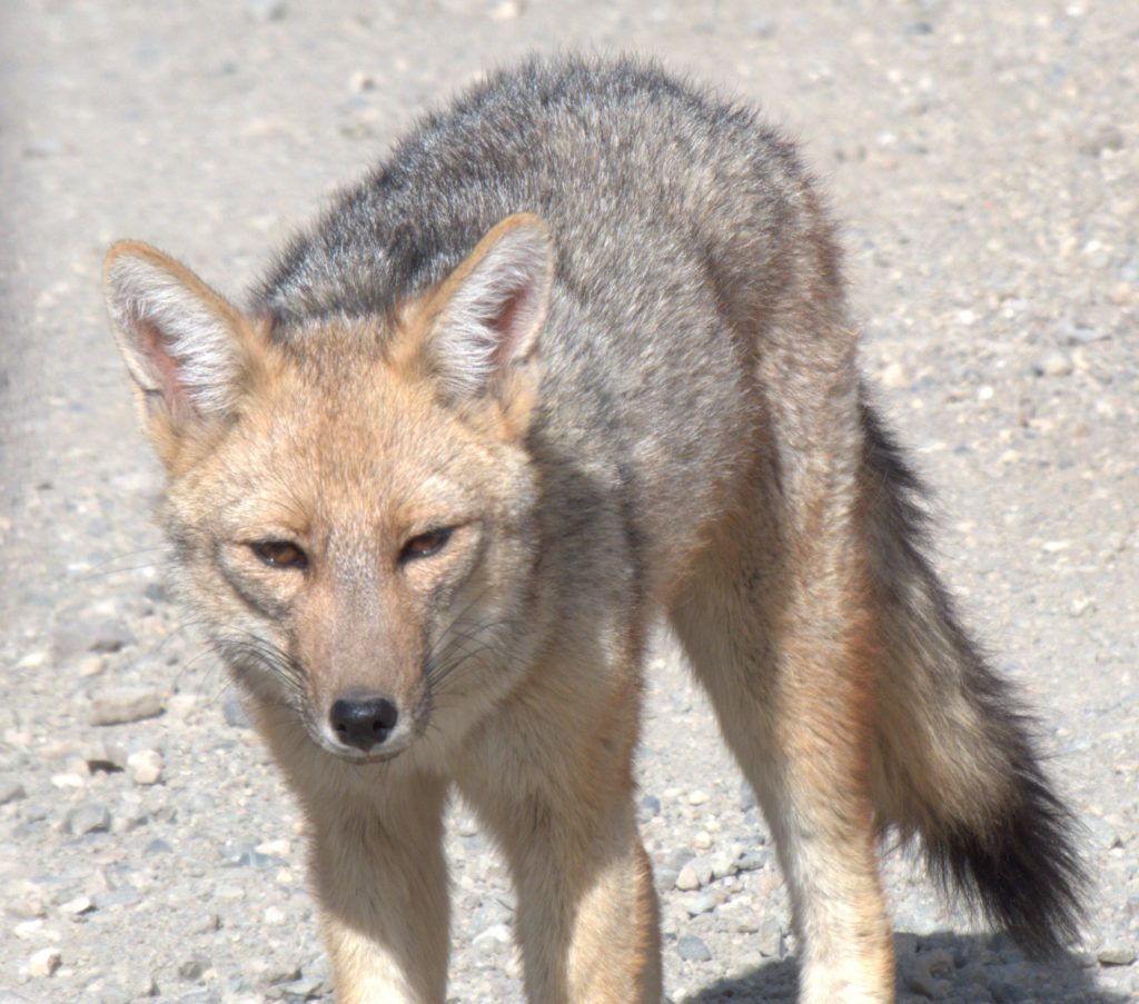 ... is an Andean fox!