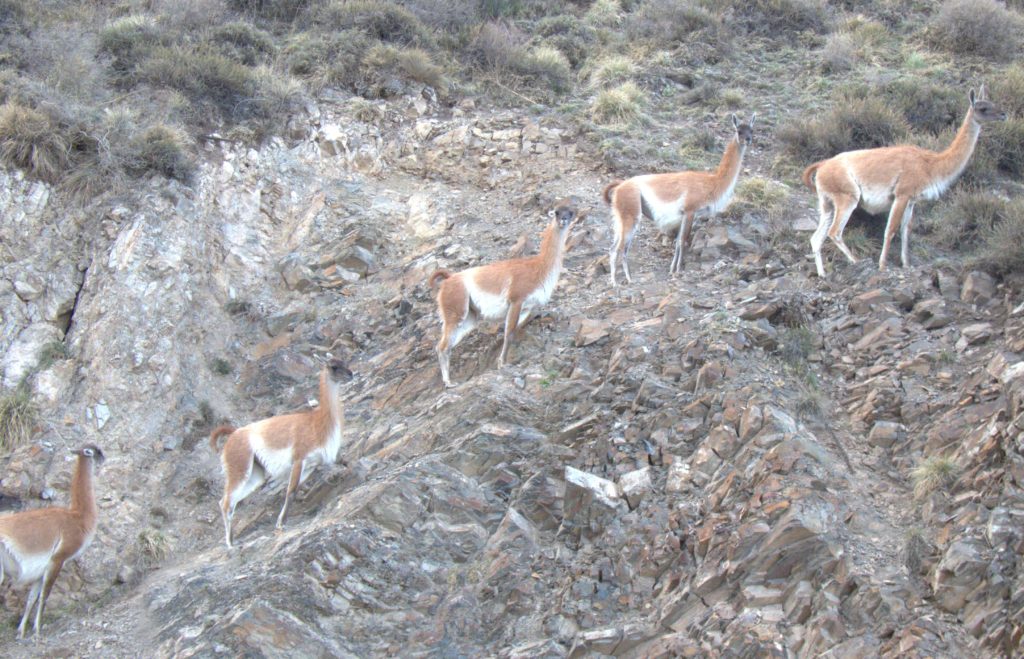 Guanacos in Reserva Villavicencio, Argentina