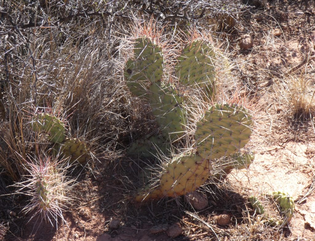 Prickly pear cactus