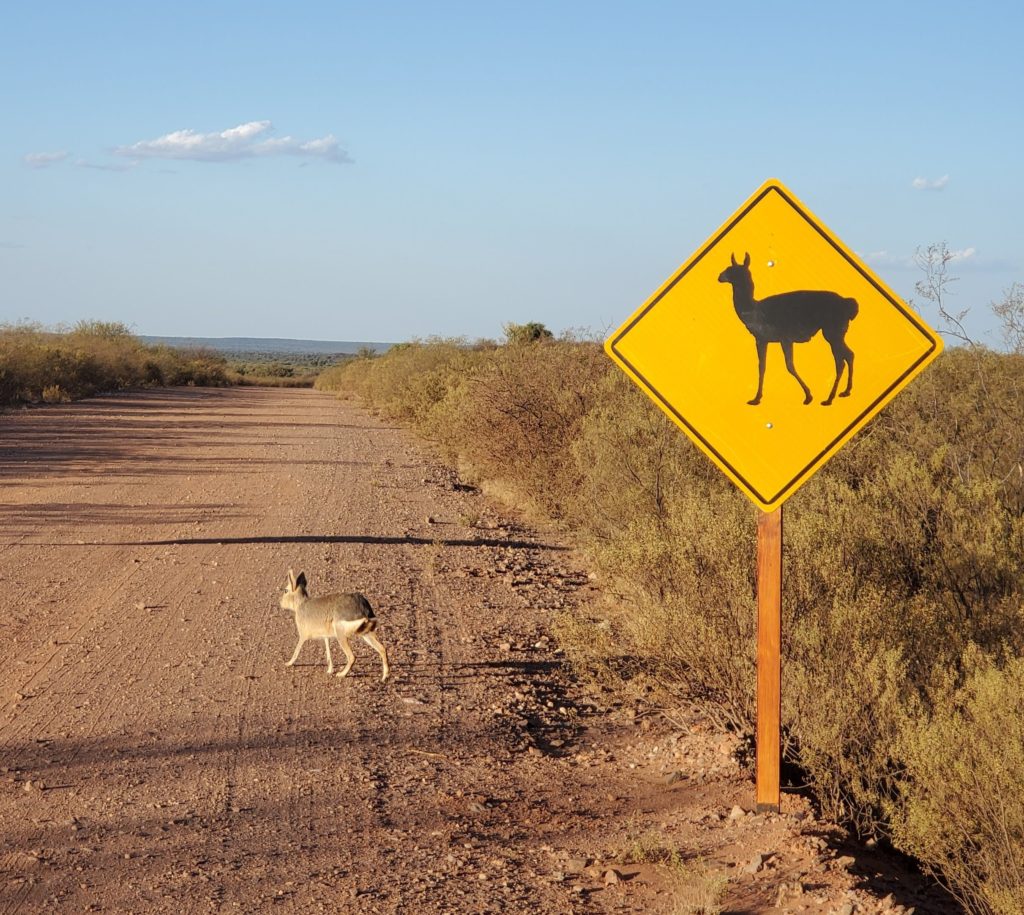 Will the guanacos be offended?