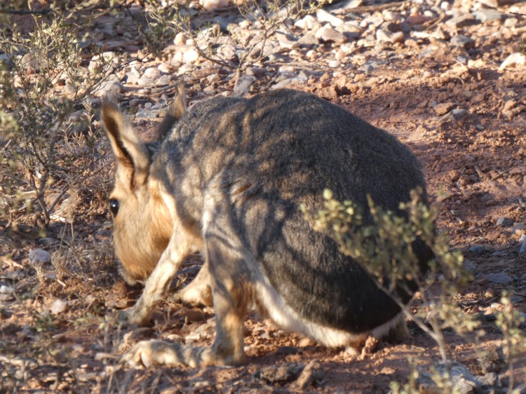 Patagonian mara (rodent)