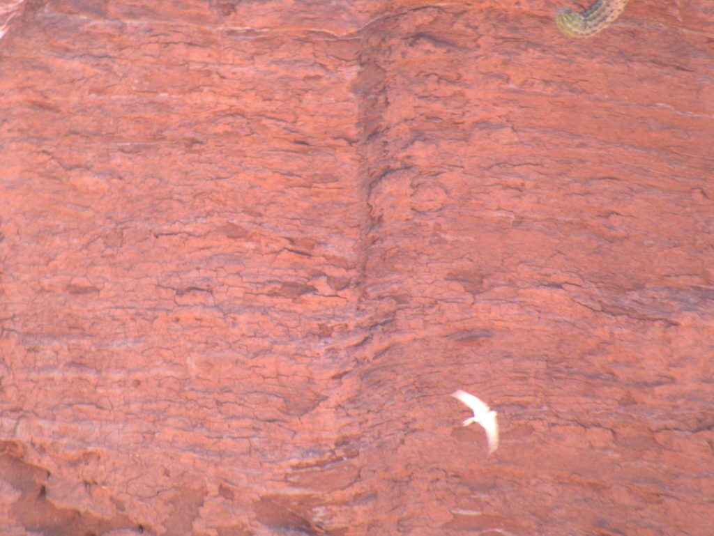 Feeding swallow