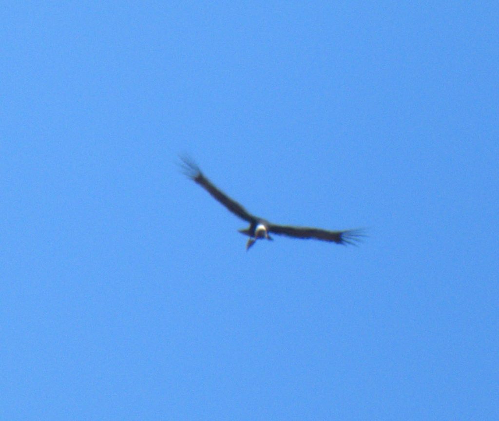 Distant vulture