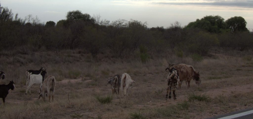 Goats along the highway in San Luis province, Argentina