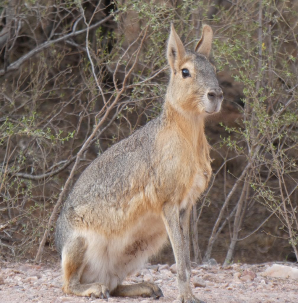 One last mara photo from Sierra de las Quijadas National Park