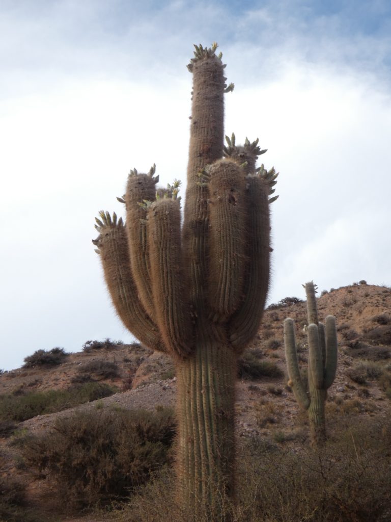 Cactus in bloom.