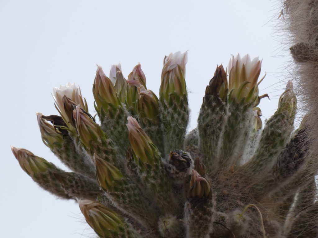 Cactus in bloom.