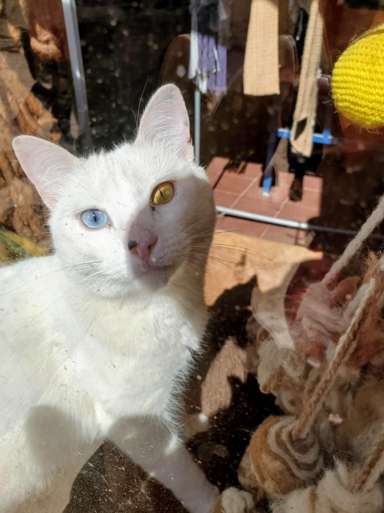 Two color eyed cat