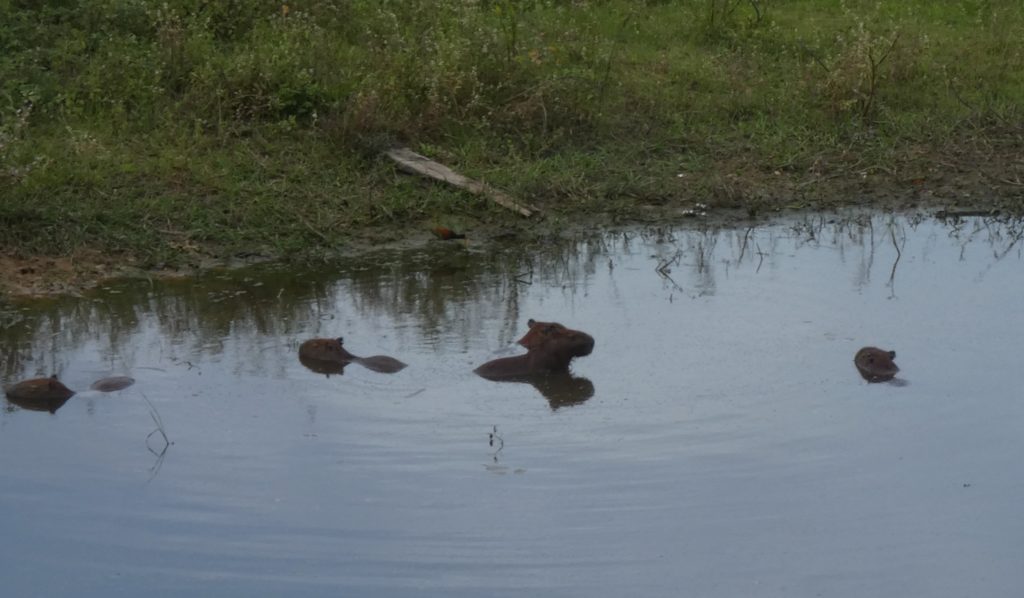 Capybaras.