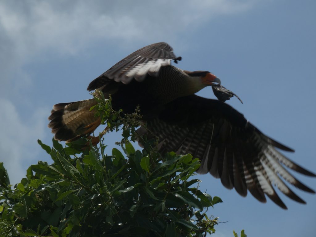 Southern Crested Caracara, with a przie in its beak.