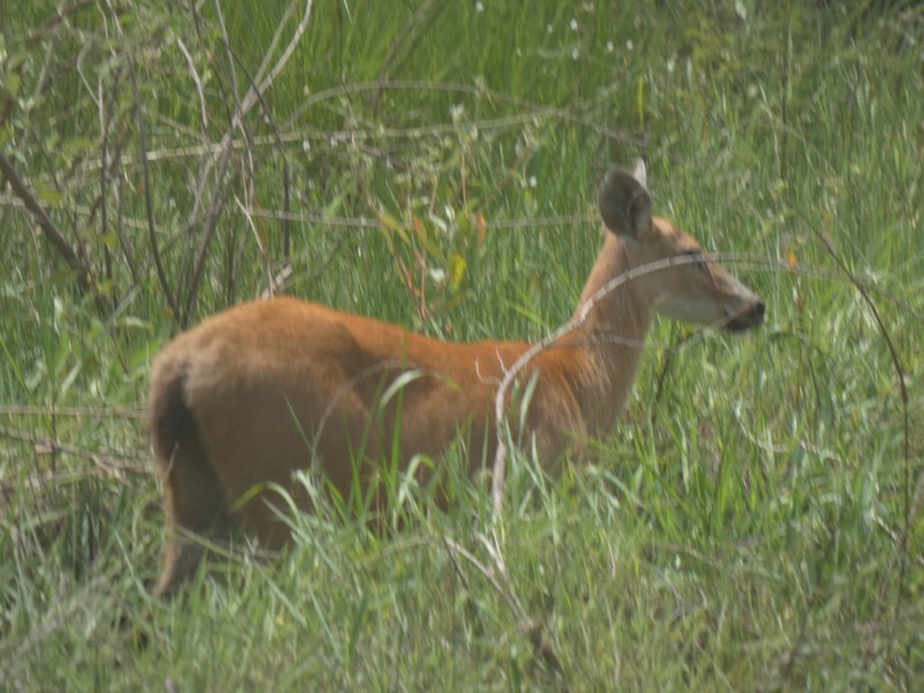 Pantanal deer