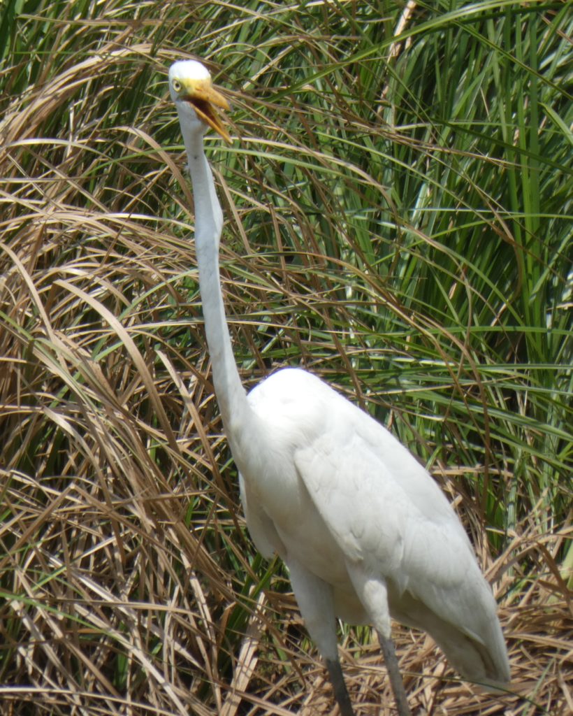 Egret in the Pantanal
