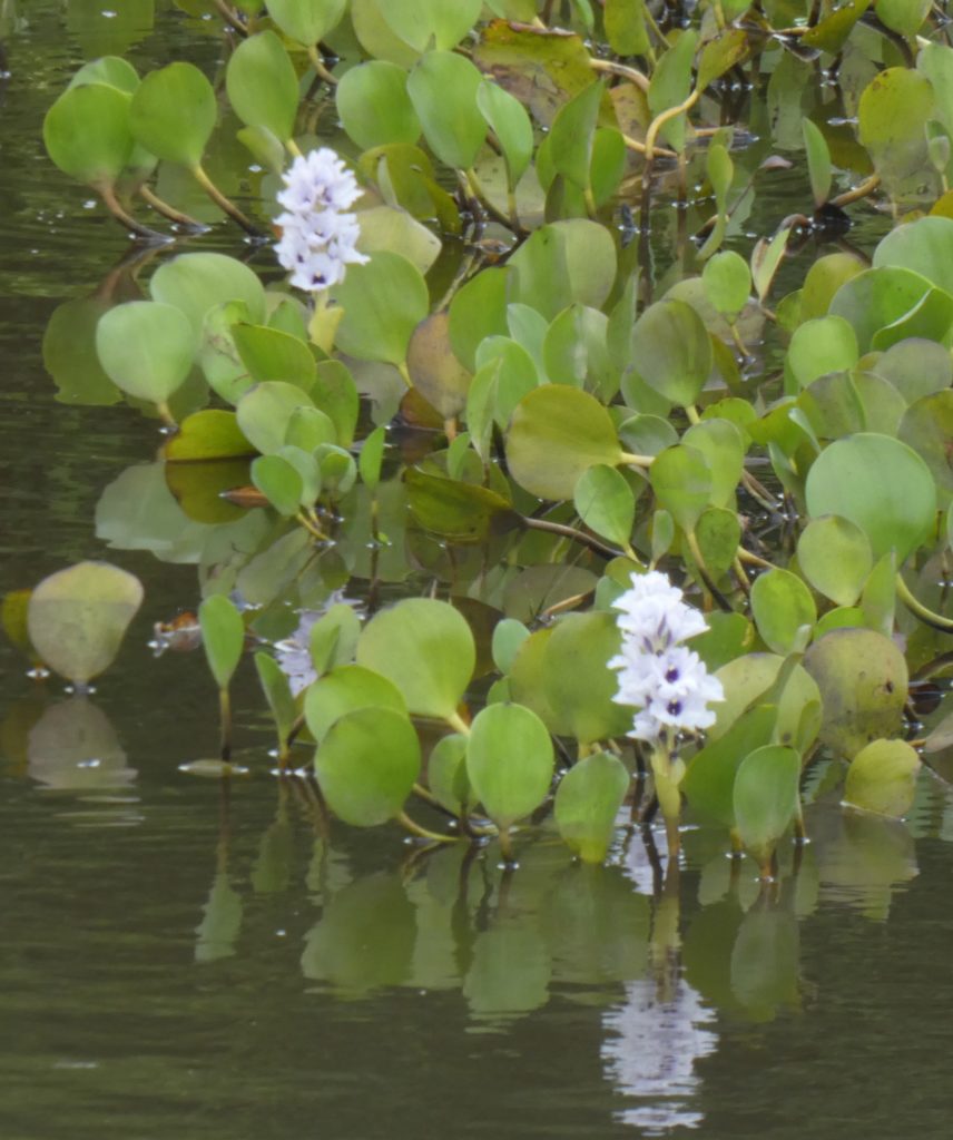 Flowers in the swamp