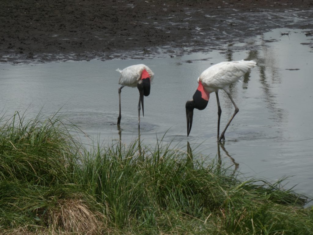 Jabiru, tallest flying bird in South America. The symbolof the Pantanal.