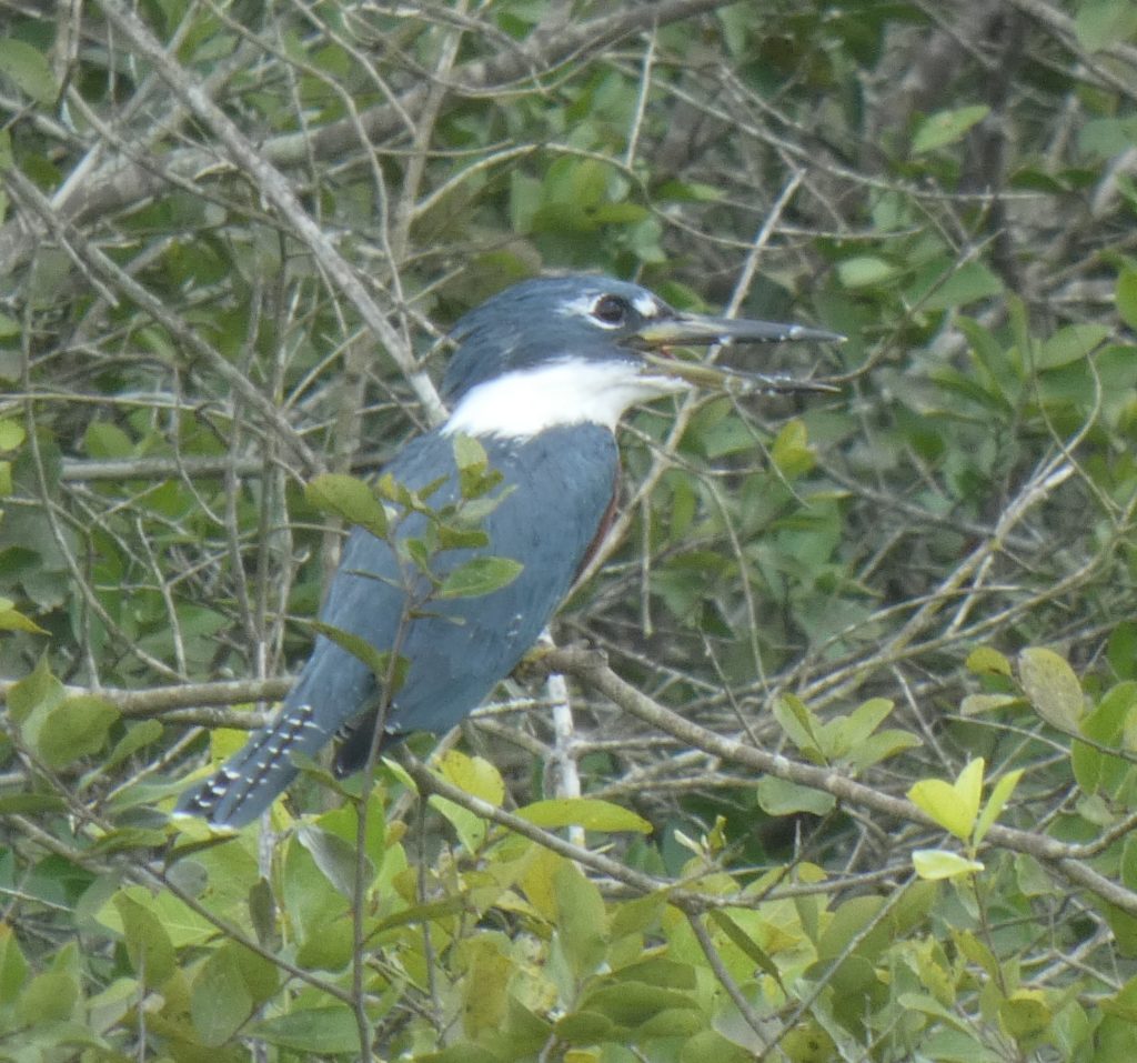 Kingfisher