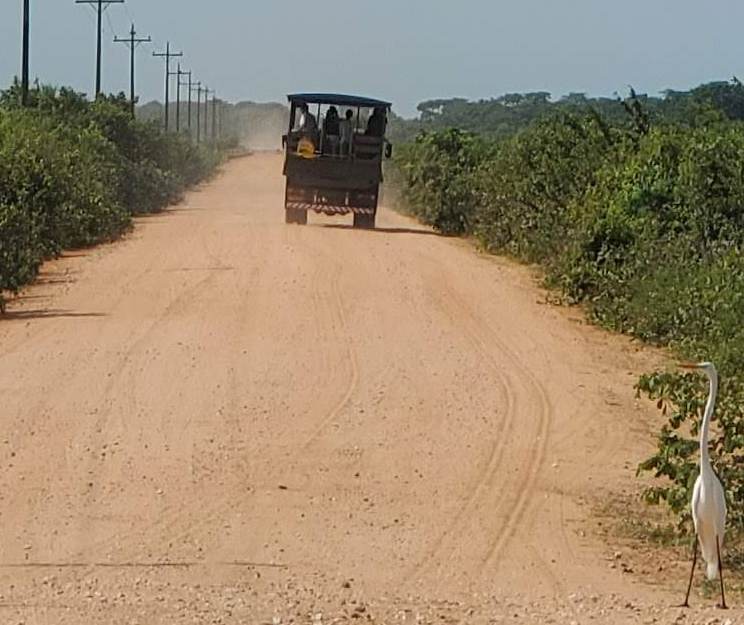 Wildlife tour truck being observed by egret