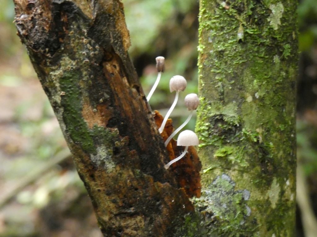 Delicate fungus along trail, Serra dos Orgãos N P