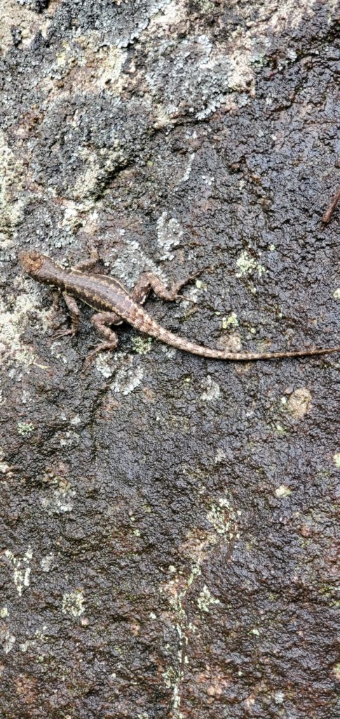Lizard posing for me along trail, Serra dos Orgãos N P