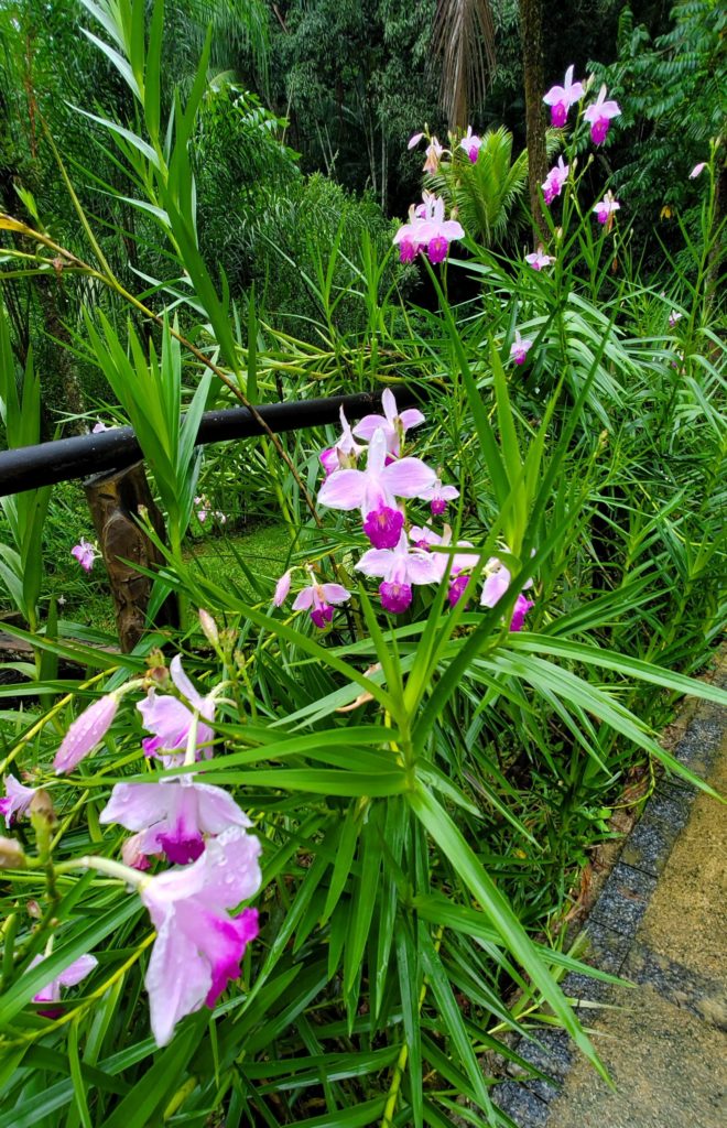 Orchids at Fazenda dos Cordeiros