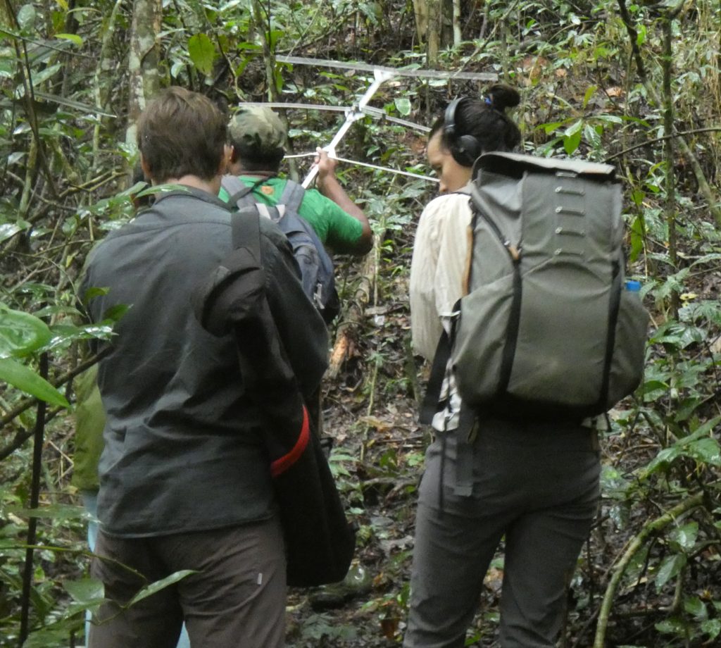 Tracking collared tamarins