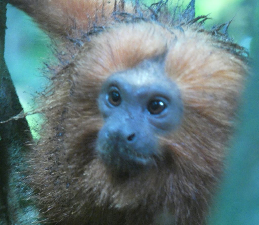 Golden lion tamarin